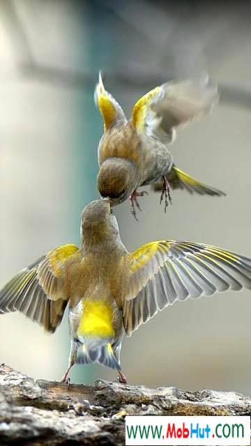 Loving birds