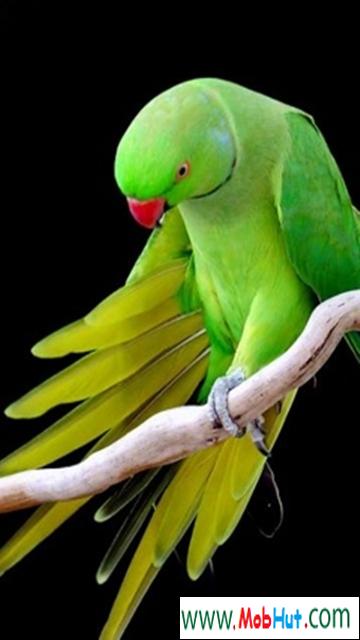 Parrot (1)