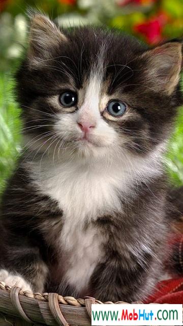 Black white kitten