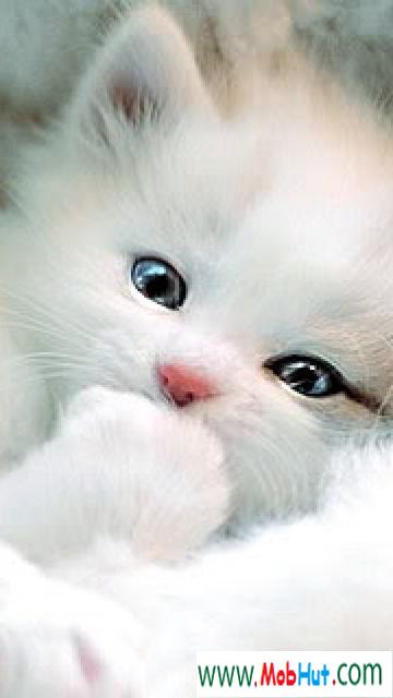 Cute kitty2
