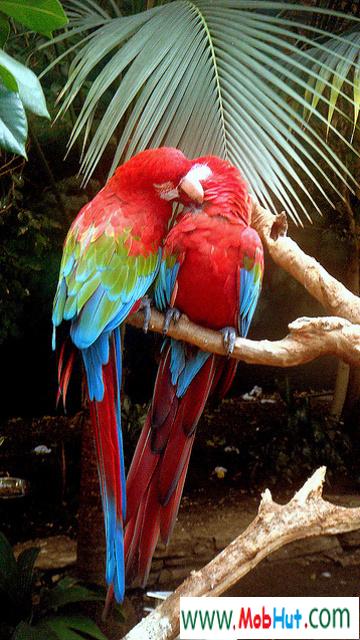 Parrot love