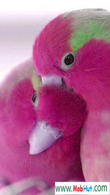 Pink love birds