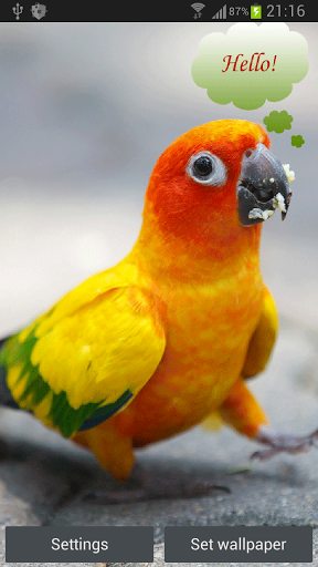 Talking parrot 2