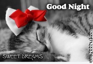 Good night kitty hd wallpaper